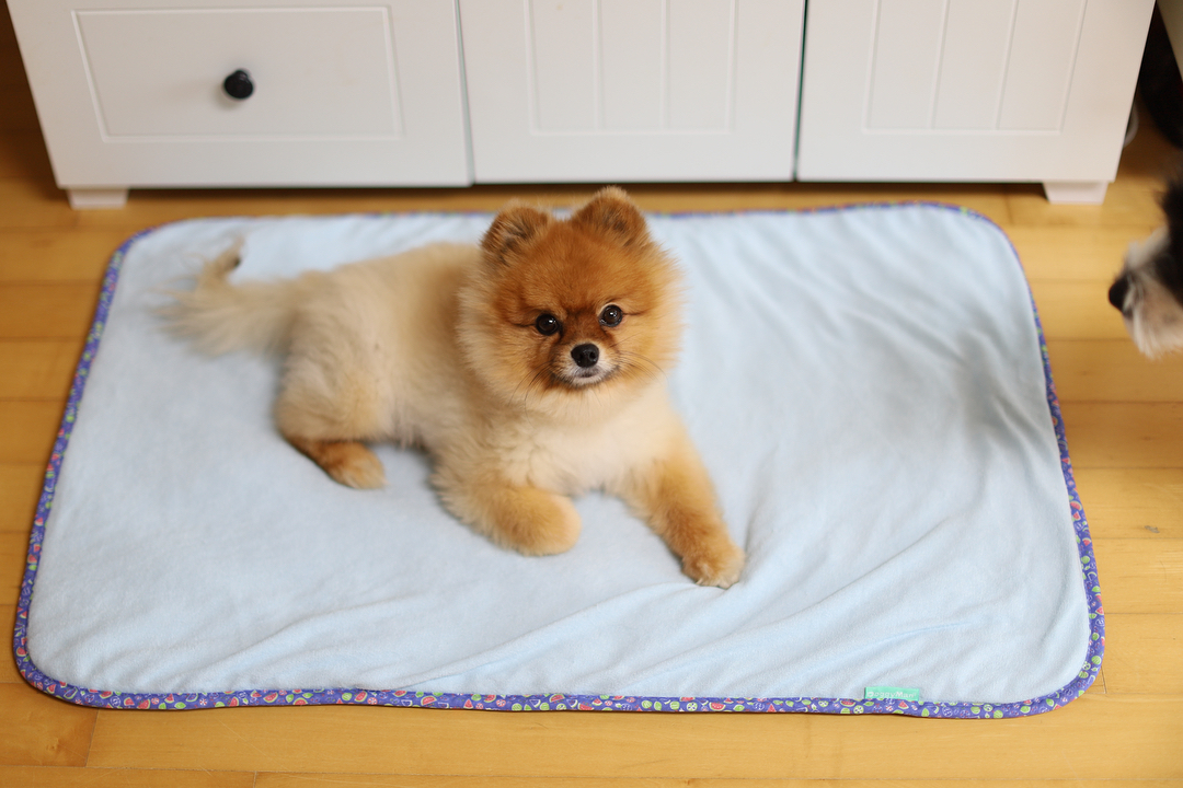 HCM] Thảm dành cho thú cưng mùa hè - DoggyMan