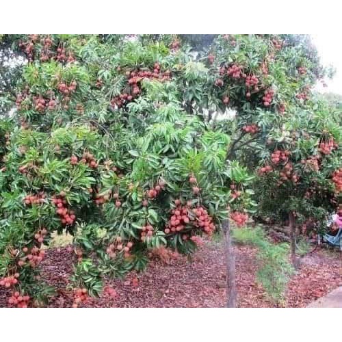 CÂY GIỐNG VẢI KHÔNG HẠT ( CHUẨN GIỐNG - SIÊU TRÁI )