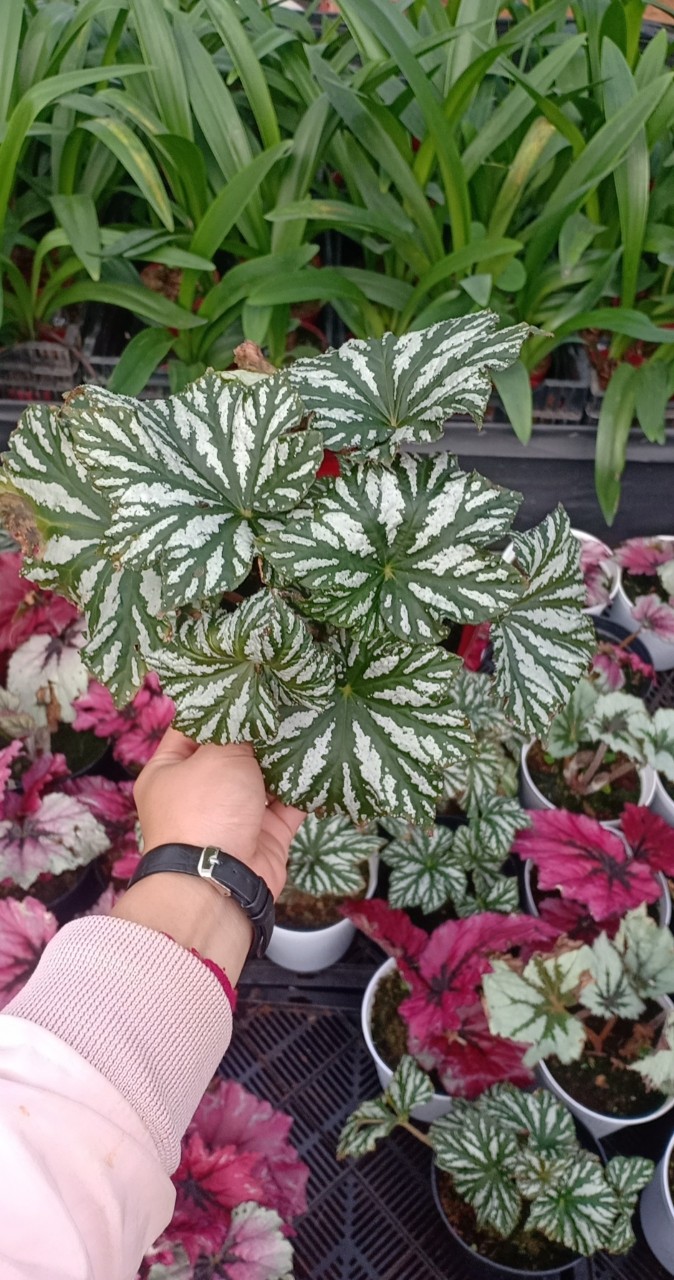 Thu Hải Đường -  Begonia 10 màu sắc