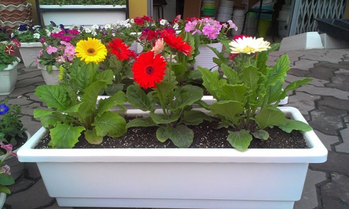 CHẬU HOA ĐỒNG TIỀN HÀ LAN CÁNH KÉP ĐỦ MÀU SIÊU ĐẸP