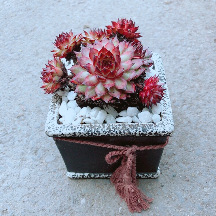 Chậu Sen Phật Bà Đỏ