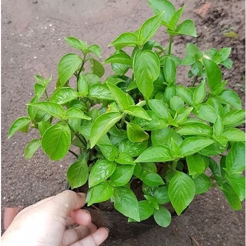 Cây Lá Cẩm Tím Giống Chuẩn Của Người Dân Tộc
