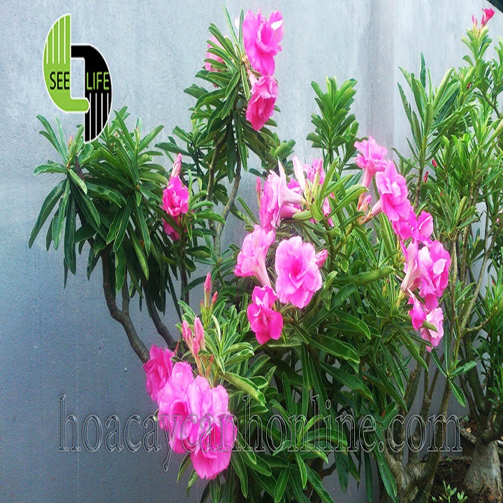 CÂY giống HOA SỨ THÁI CÁNH KÉP "TẤN HỶ "