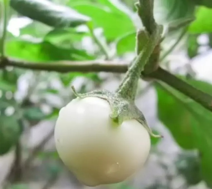 (HCM) Hạt giống cà pháo trắng 0.5gram