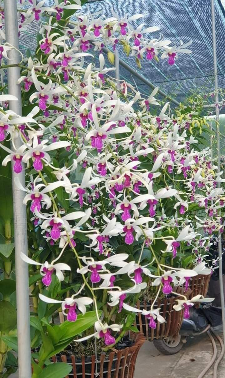 Hoa lan nắng bà liễu thơm (cây giống 7-12CM)