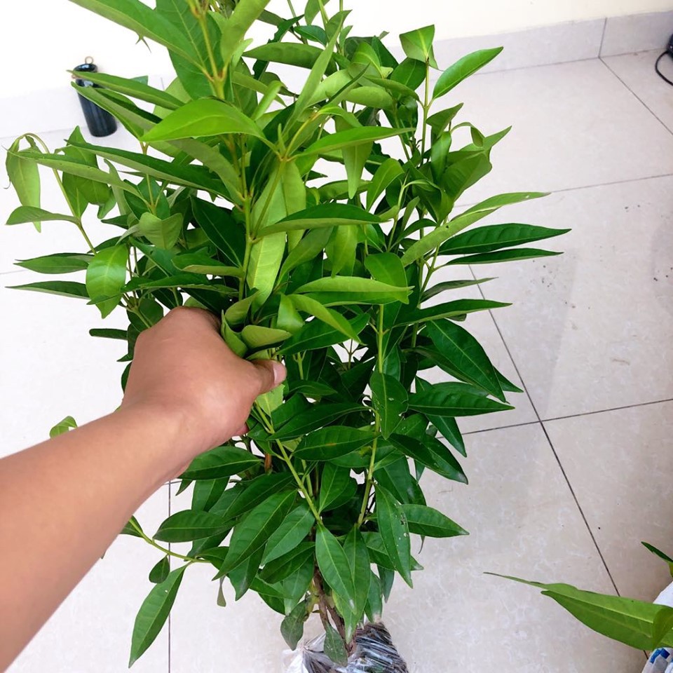 (GIÁ SỐC) 2 Cây vối nếp - cao (0.8-1)m cây ổn giá cực mền