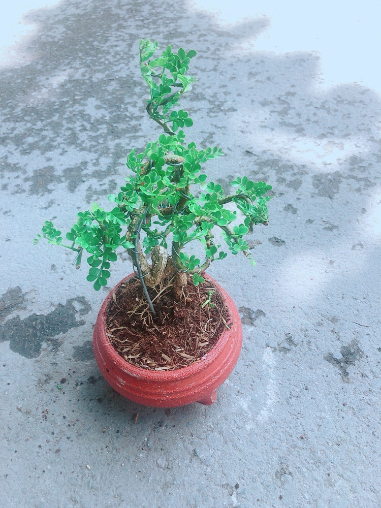 [HCM]Chậu Cây Cần Thăng