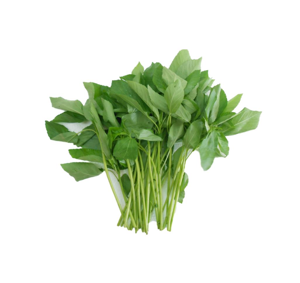 Gói 20g hạt giống rau đay trắng Xuất xứ: Việt Nam Thời vụ: Quanh năm chính vụ hè thu Thời gian thu hoạch: 25 - 30 ngày sau gieo