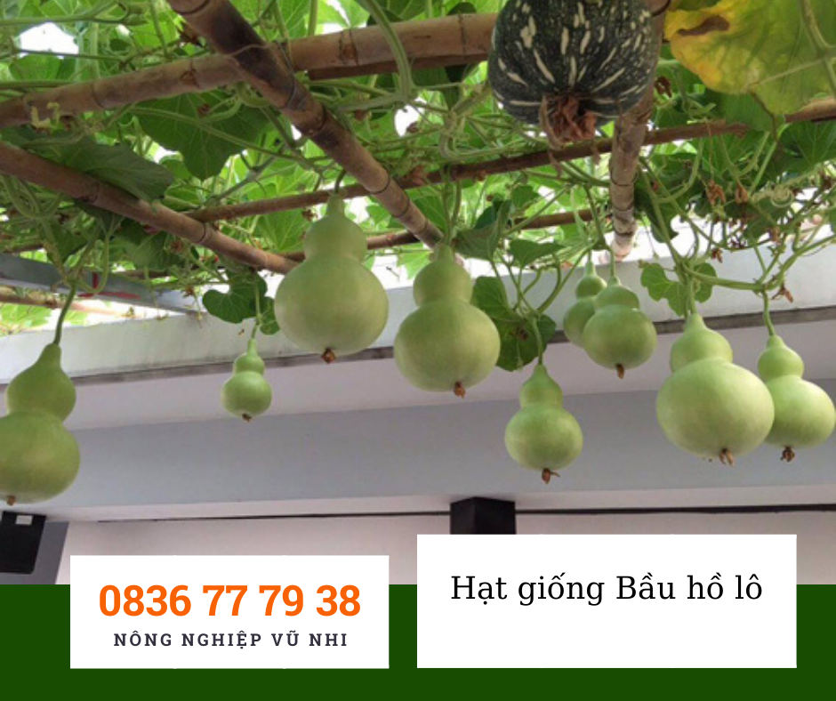 Hạt giống bầu hồ lô 1g
