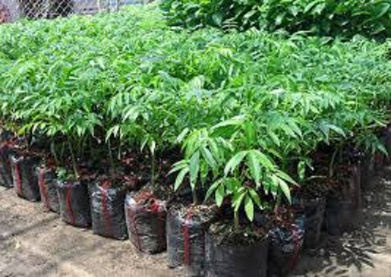 CÂY GIỐNG CÓC THÁI LÙN