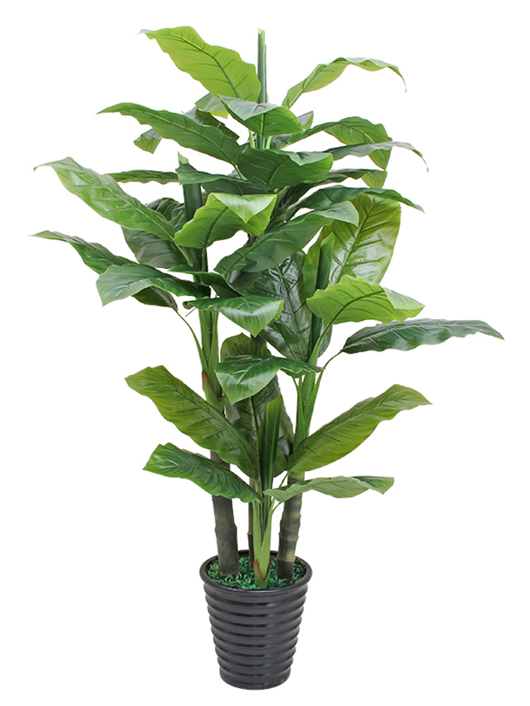 Cây Thiết Mộc Lan