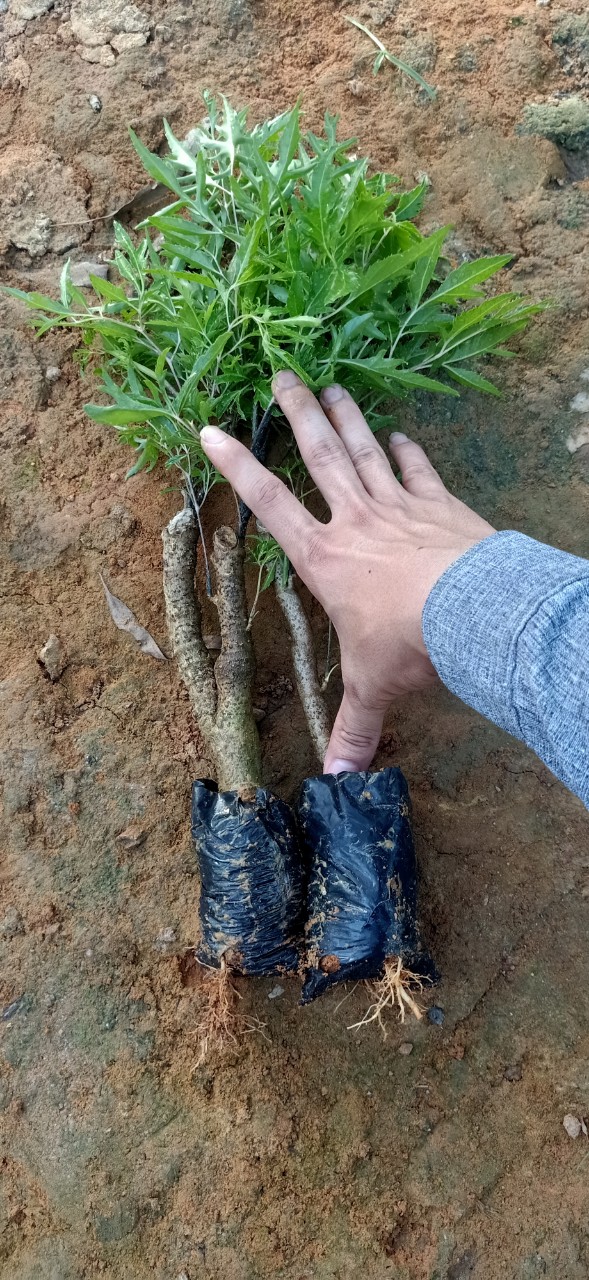 combo 10 cây đinh lăng giống nếp lá nhỏ ( mua 10 cây tăng 1 cây )