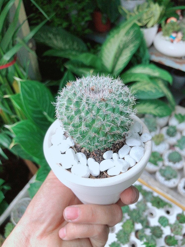 Chậu Xương Rồng Bánh Sinh Nhật