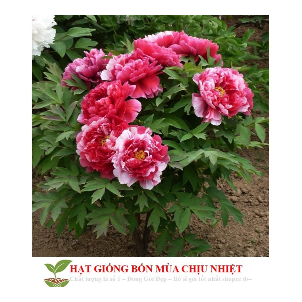 MJ69 Hạt Giống Hoa Mẫu Đơn Kép Mix ( Gói 05 Hạt)