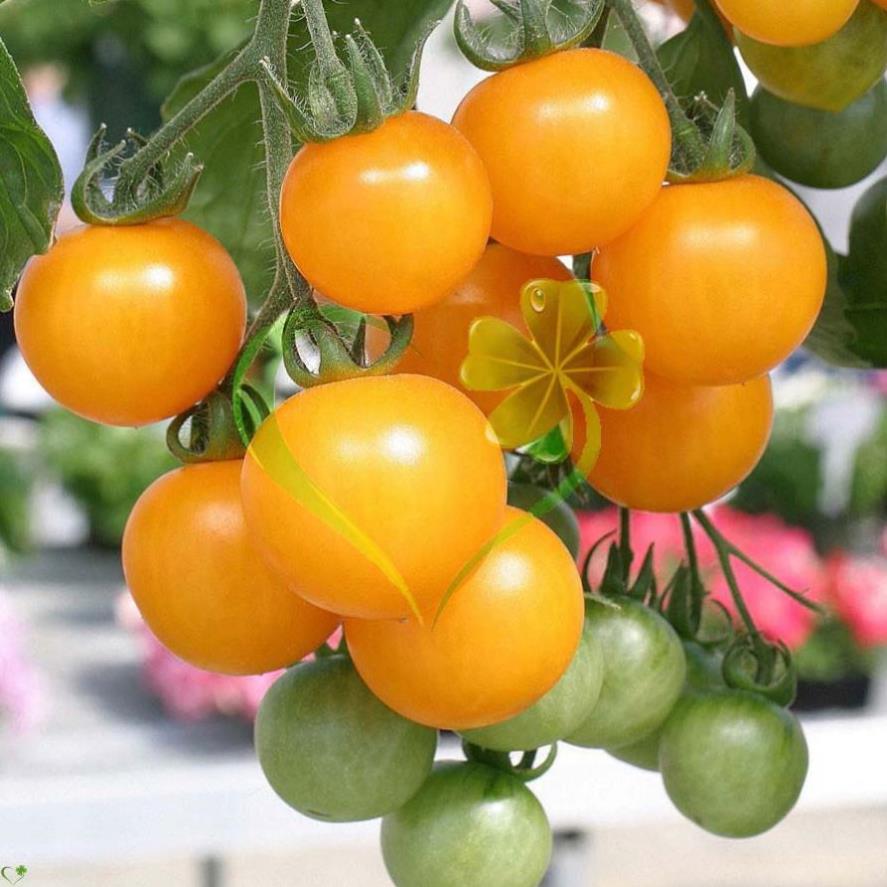 Hạt giống cà chua bi cherry vàng F1 - gói 0,1 gram