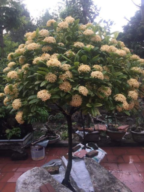 Cây giống mẫu đơn 1 thân cao 60cm