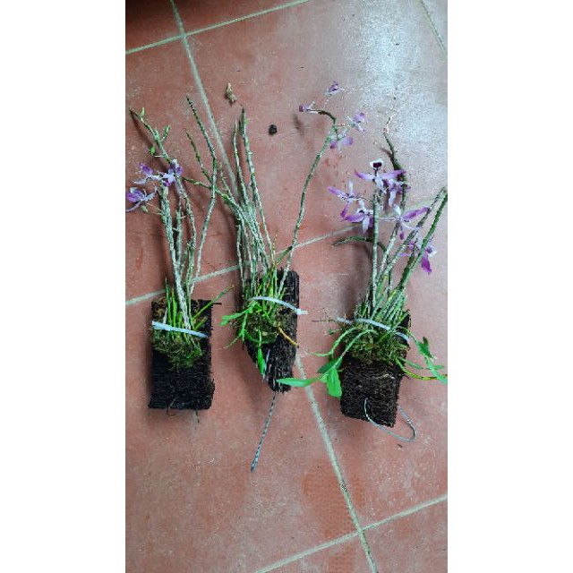 Hoa phong lan hoàng thảo kèn