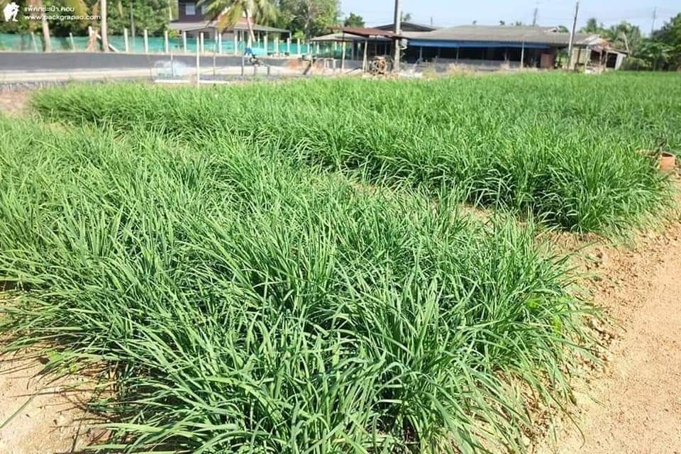 HẠT HẸ LÁ - GÓI 1 GRAM