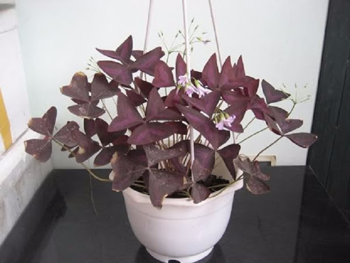 combo 10 củ hoa bướm đêm tím 3 lá vượng phong thủy