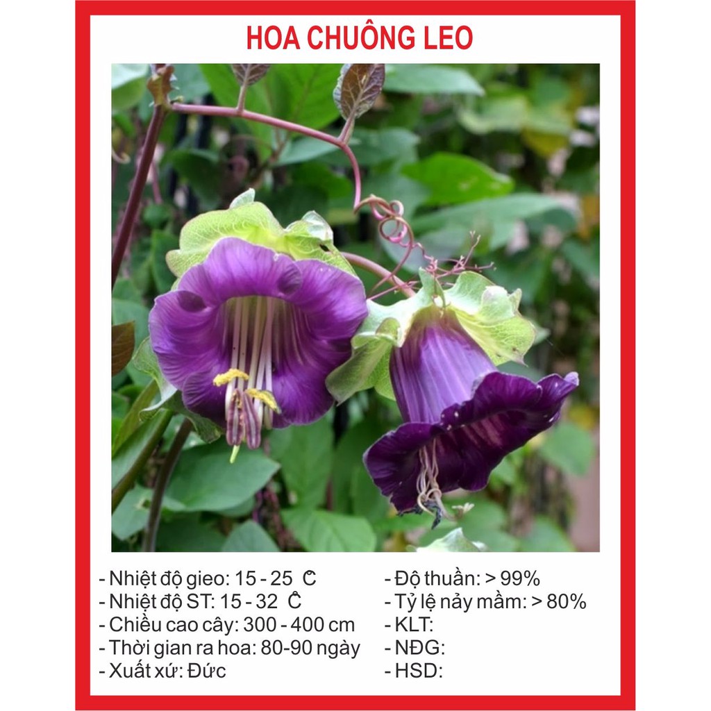 Hạt giống hoa Chuông Leo 5 Hạt