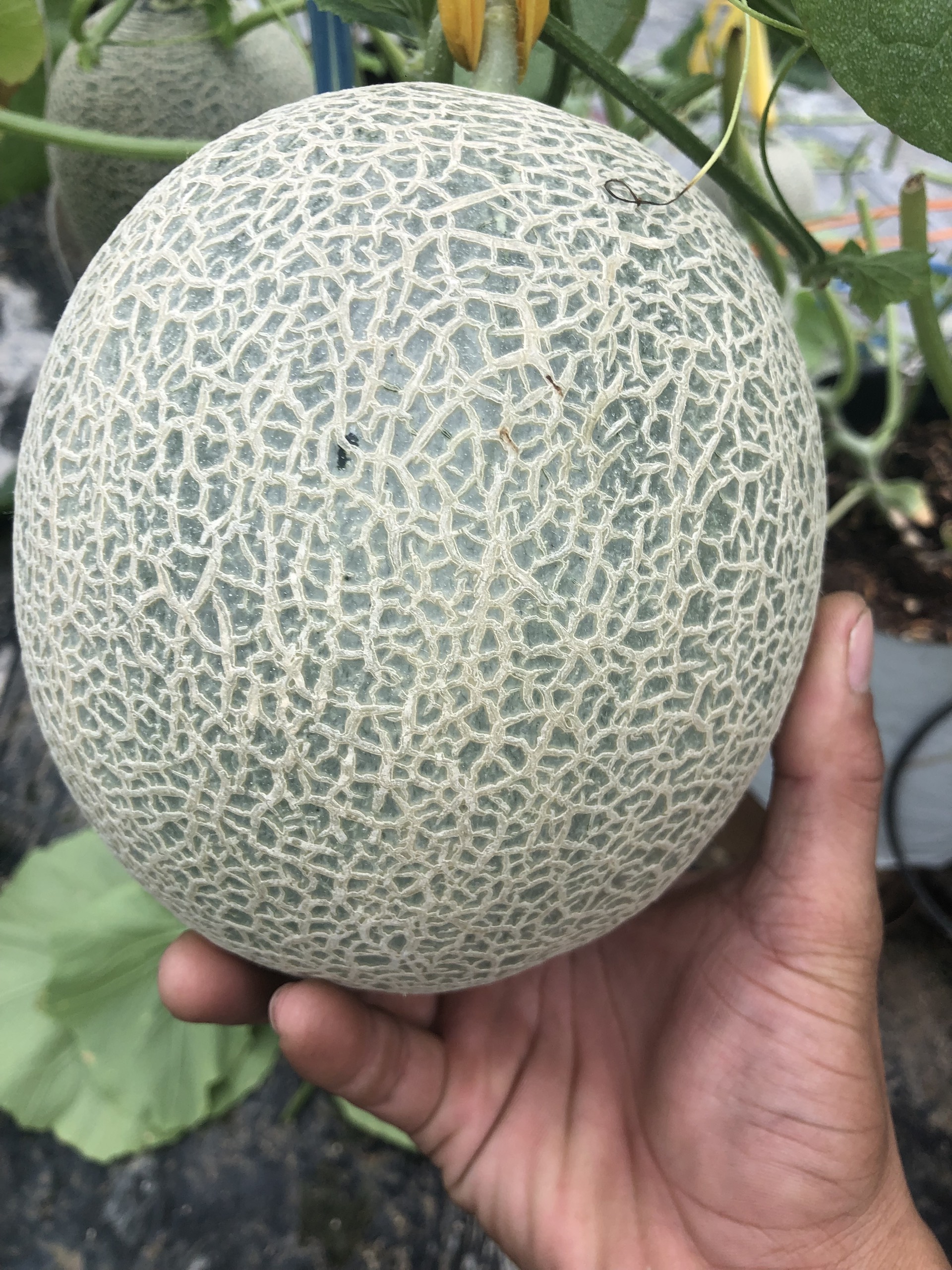 Hạt giống dưa lưới ONE Siêu Ngọt, Trái Nặng, Lưới Đều_KIEUFARM
