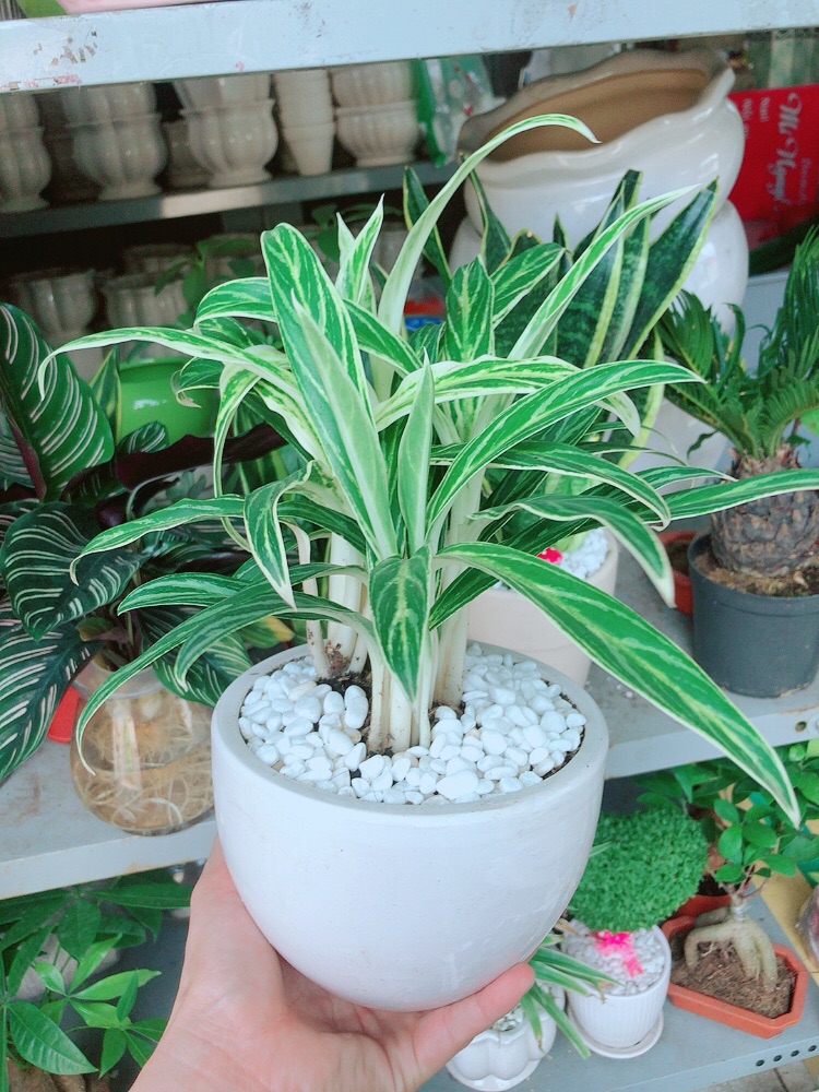 Chậu cây giữ tiền