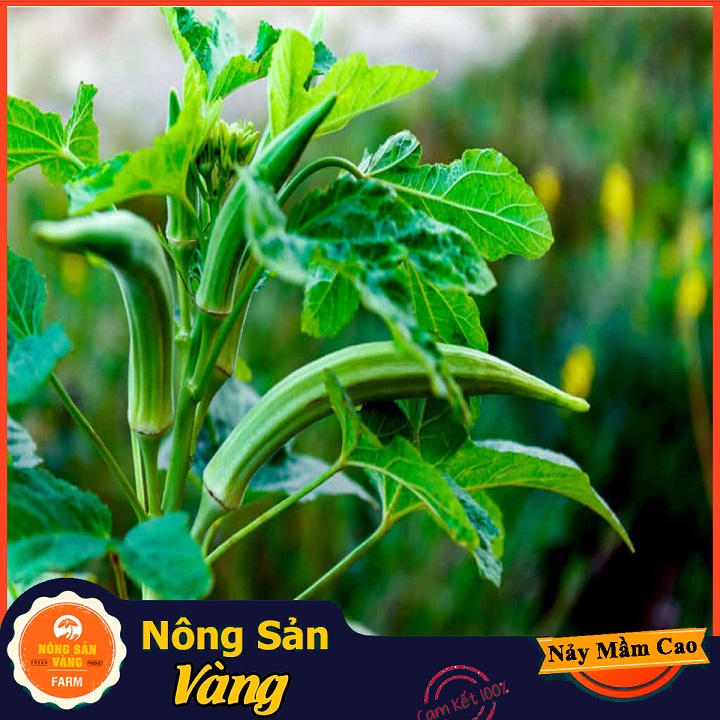 Chinese cabbage seed West (okra) good for bone joints and digestive system (package 20 grams)-shallow gold