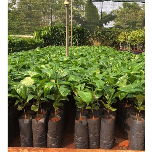 Cây giống Cà Phê TR4 gửi đi nguyên bầu ( Giống chuẩn F1)