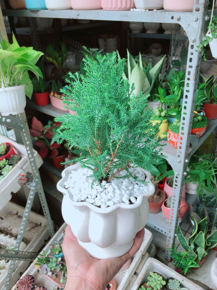 [HCM]Chậu Tùng Bồng Lai
