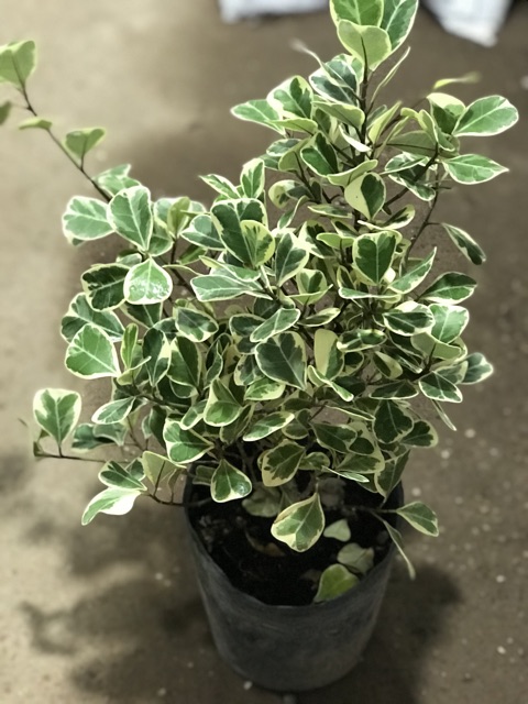 Cây Bàng Cẩm Thạch 20Cm Để Bàn