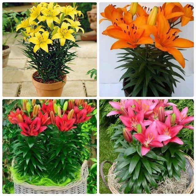 [HCM]Combo 2 củ hoa ly củ khỏe mau hoa