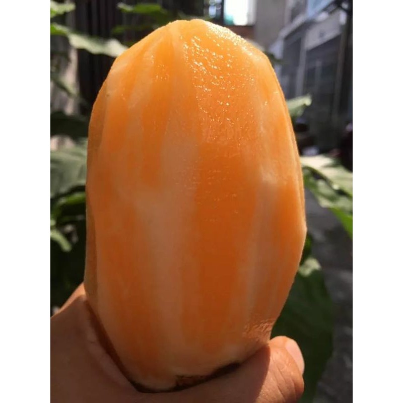 khoai sâm 1kg( còn hàng)