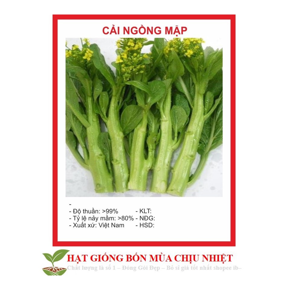 Hạt giống Cải Ngồng MậP 150 Hạt