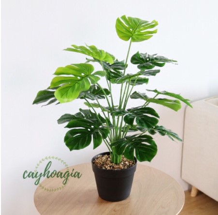 Cây nhựa PVC - Cây Lá Rùa DECOR cỡ lớn (Không Kèm Chậu)