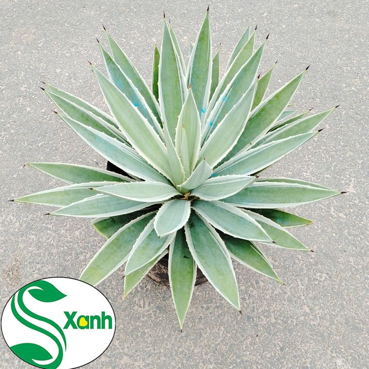 Cây Dứa Agao Tiểu Cảnh, Sân Vườn