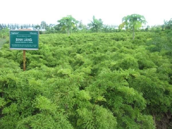 [HCM]Lá đinh lăng khô tươi 1kg