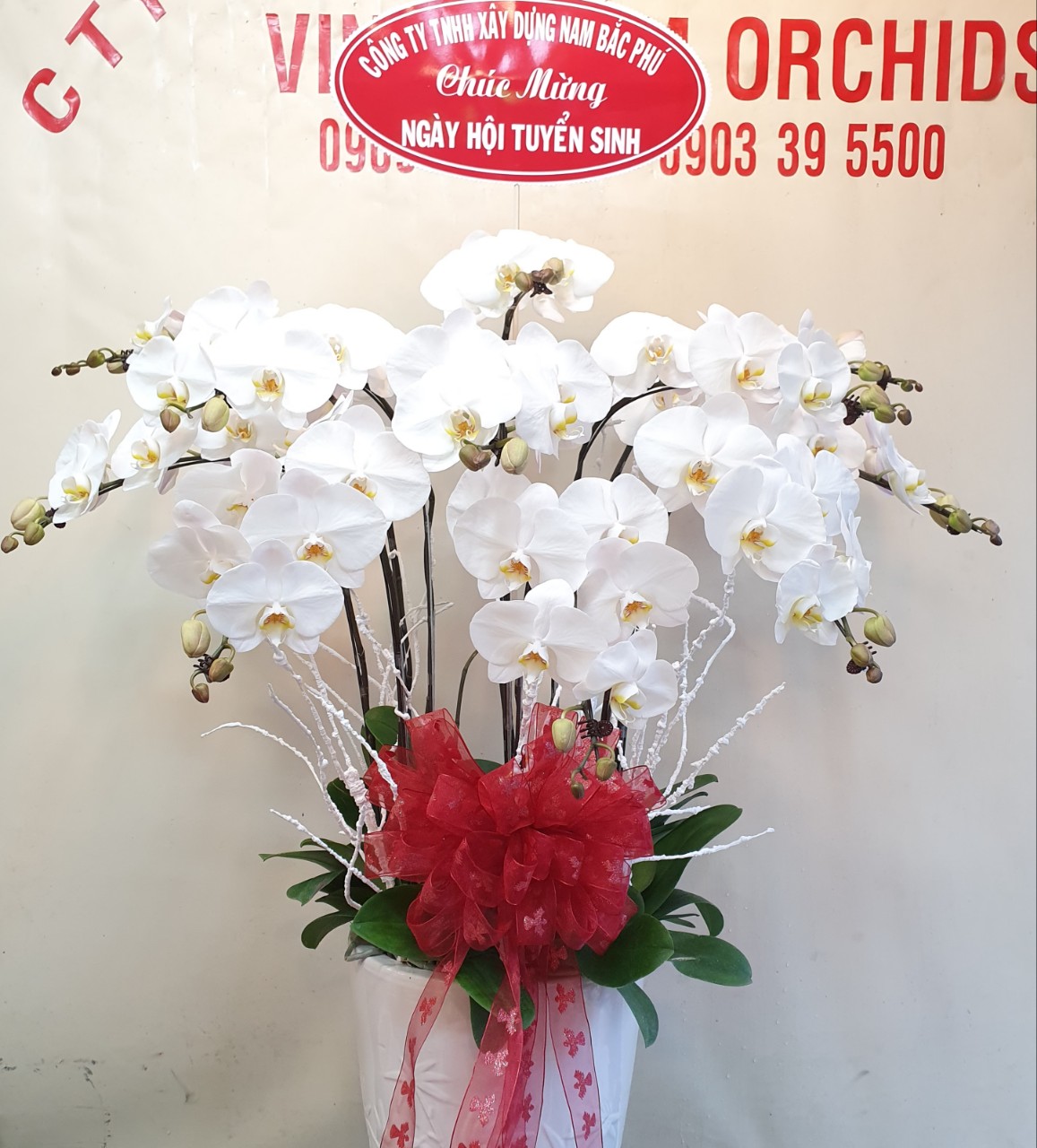 Hoa Lan Hồ Điệp