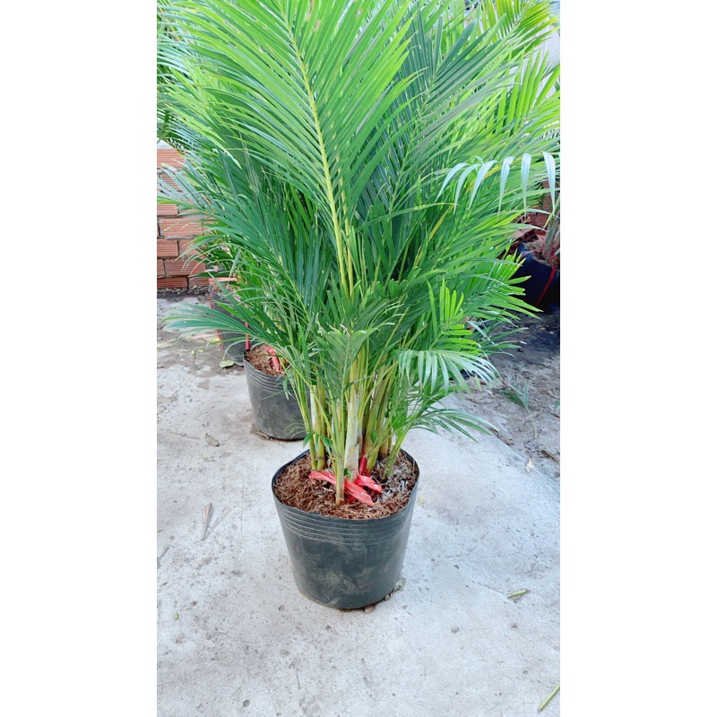Bụi Cau Thái 80cm