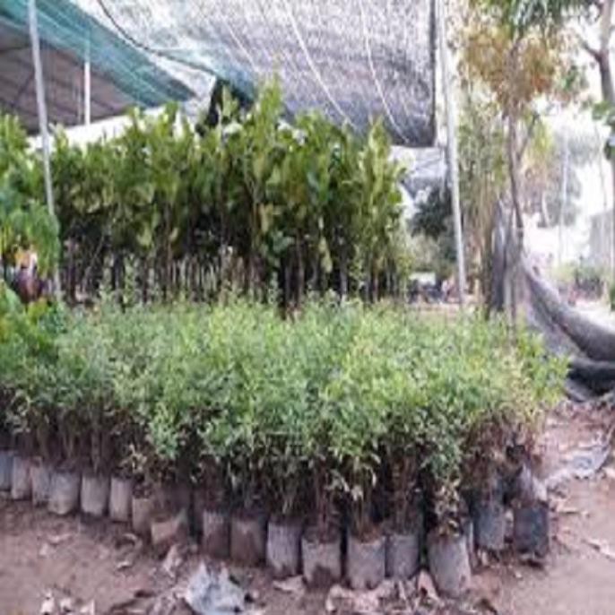 [FREESHIP - Xả Khô Máu] CÂY GIỐNG LỰU ĐỎ LÙN