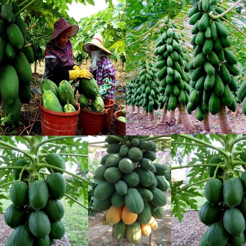 Hạt gi.ống đu đủ lùn thái lan dể trồng-gói 10 hạt