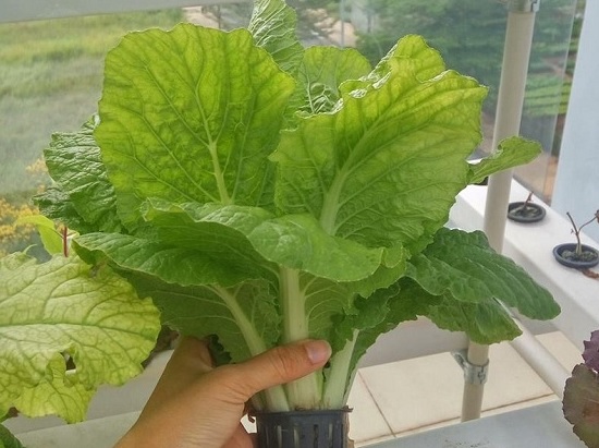 Hạt Giống Cải Bẹ Dún