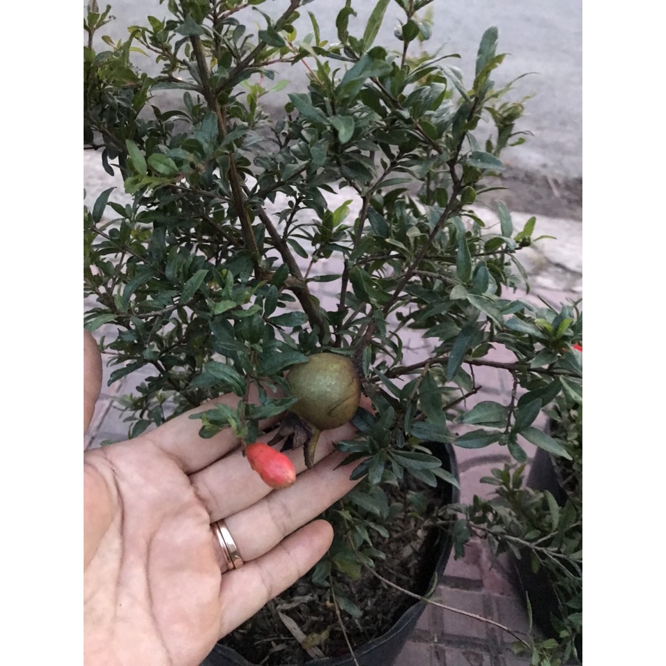 Cây lựu kiểng - cây cảnh để bàn - caykiengsadec