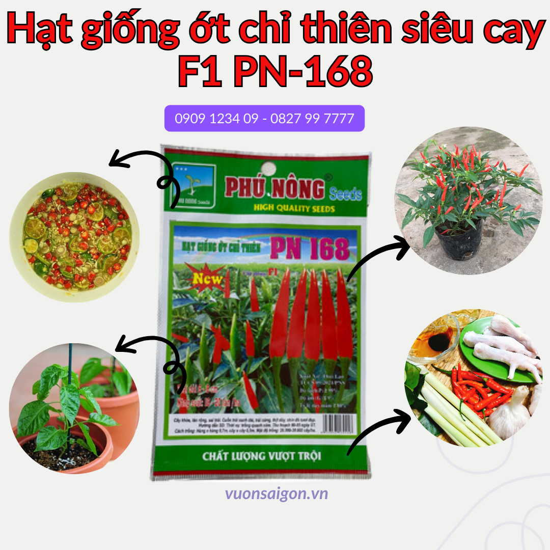 Hạt giống ớt chỉ thiên siêu cay F1 PN-400 hot pepper 10gr,  hạt giống chắc khỏe, tỉ lệ nẩy mầm cao (Vườn Sài Gòn)