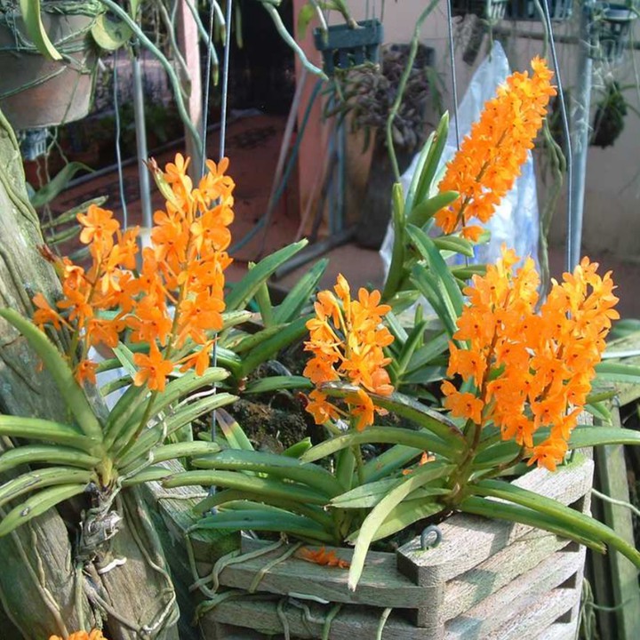 hoa lan hỏa hoàng cam, cây giống nhỏ [ SHOP UY TÍN]