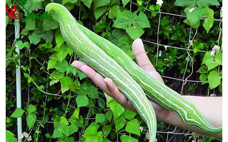 Hạt giống mướp nhật quả dài mướp rắn ( lặc lày ) 10 hạt giá rẻ