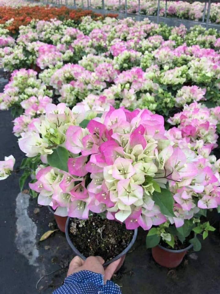 Cây giống hoa giấy đặc biệt - hoa giấy thái