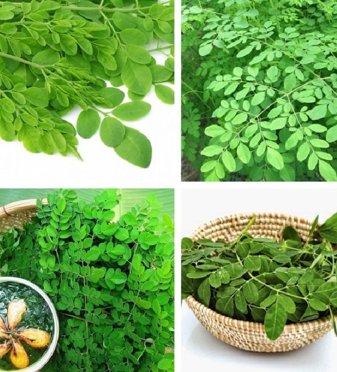 Hạt Cây Giống Chùm Ngây F1 - Gói 20 Hạt