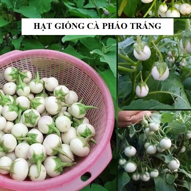 Hạt giống cà pháo trắng cao sản - 2gr/gói