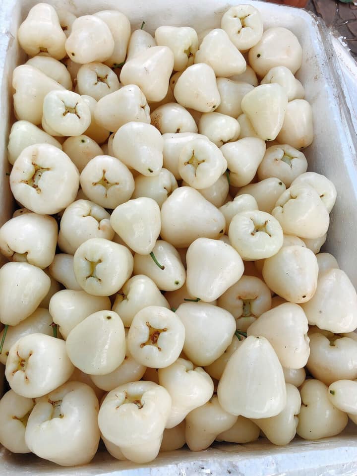 Cây giống Mận Trắng Sữa