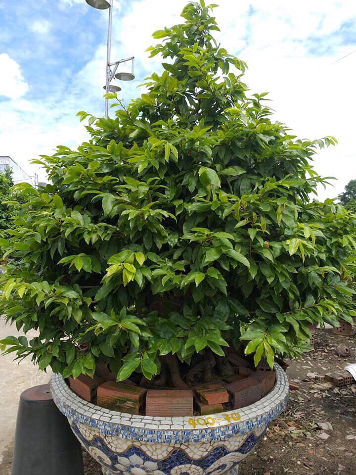 PHÂN BÓN MAI VÀNG - MAX ROOT BUNG ĐỌT RA RỄ MAI VÀNG